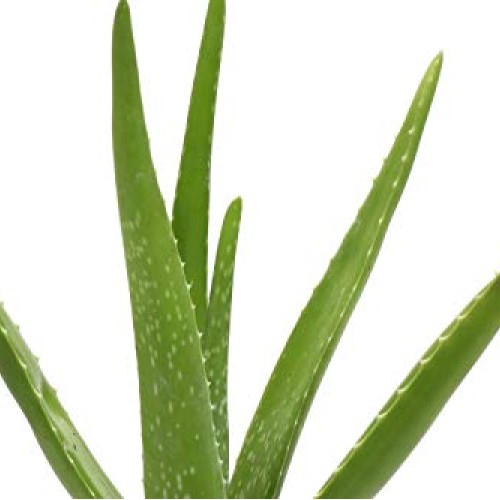 Thorsens Greenhouse Aloe Vera, Indoor Plant, 12-inch Tall, Rustic...