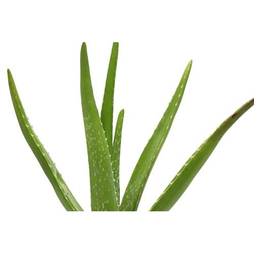 Thorsens Greenhouse Aloe Vera, Indoor Plant, 12-inch Tall, Rustic...