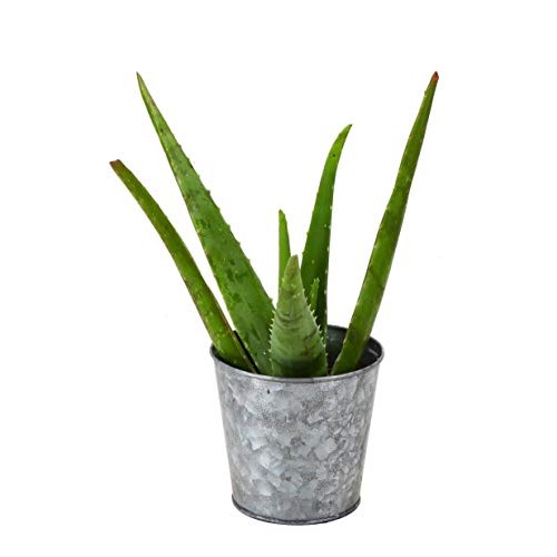 Thorsens Greenhouse Aloe Vera, Indoor Plant, 12-inch Tall, Rustic...