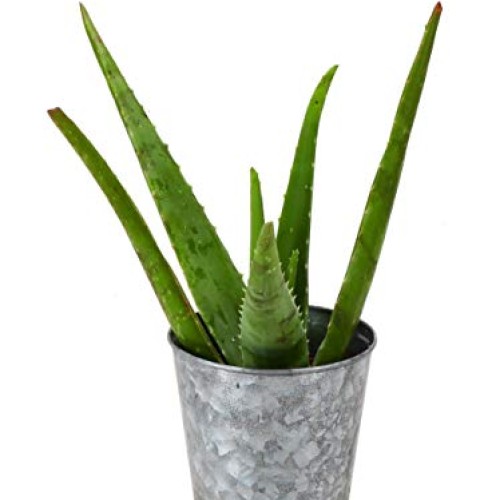 Thorsens Greenhouse Aloe Vera, Indoor Plant, 12-inch Tall, Rustic...
