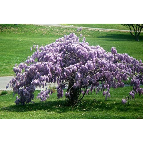thronesfarm Blue Wisteria Tree - Chinese Wisteria Tree - Healthy E...