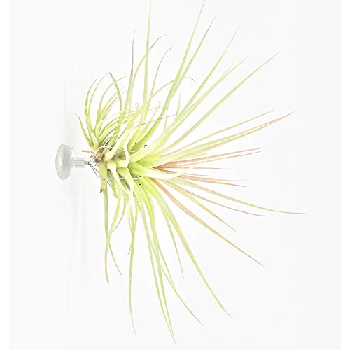 Tillandsiart 10 Pack Vertical Air Plant Holder Suction Cup, Stain...