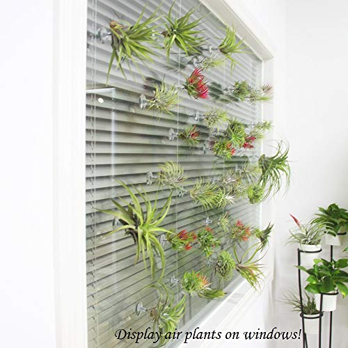 Tillandsiart 10 Pack Vertical Air Plant Holder Suction Cup, Stain...