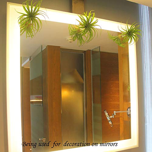 Tillandsiart 10 Pack Vertical Air Plant Holder Suction Cup, Stain...