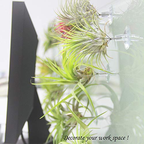 Tillandsiart 10 Pack Vertical Air Plant Holder Suction Cup, Stain...