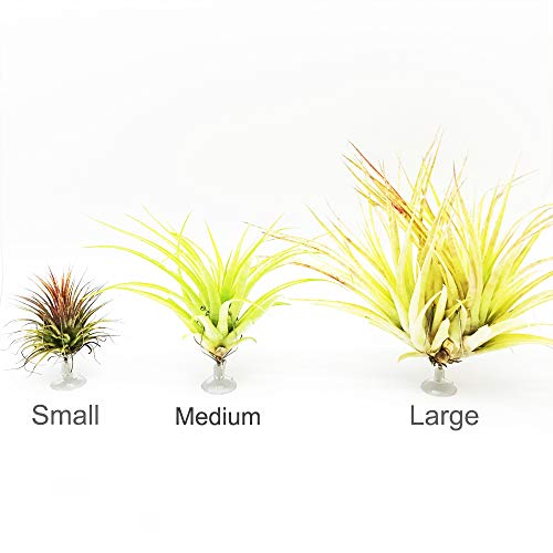 Tillandsiart 10 Pack Vertical Air Plant Holder Suction Cup, Stain...