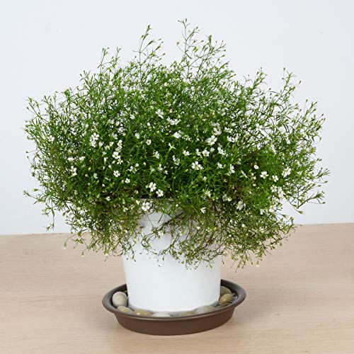 Plant Saucer 10 inch, Heavy Large Planter Durable Thicker Plastic ...