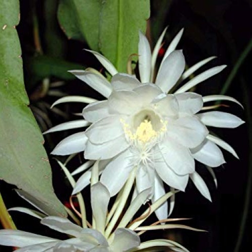 5 Cuttings×6” Epiphyllum Oxypetalum Queen of The Night Orchid TYK...