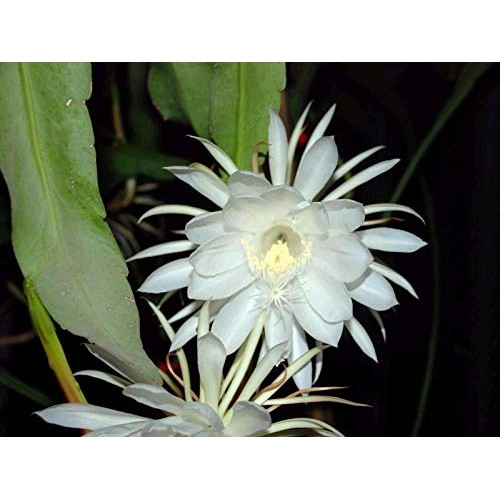 5 Cuttings×6” Epiphyllum Oxypetalum Queen of The Night Orchid TYK...