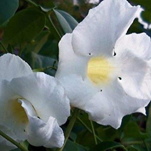 White Pandora Vine Live TYK Plant Pandorea jasminoides Romantic,...