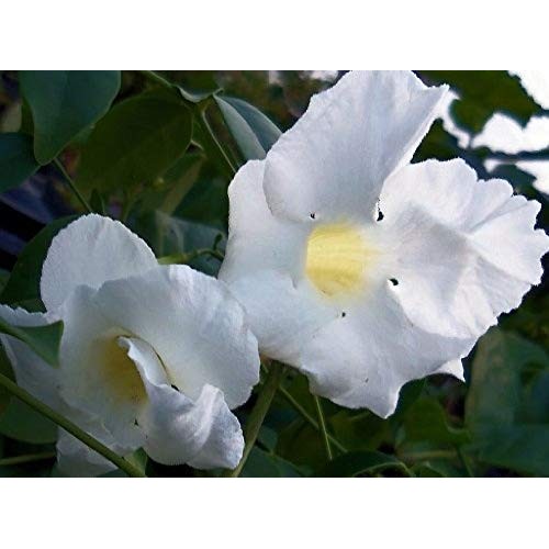 White Pandora Vine Live TYK Plant Pandorea jasminoides Romantic,...