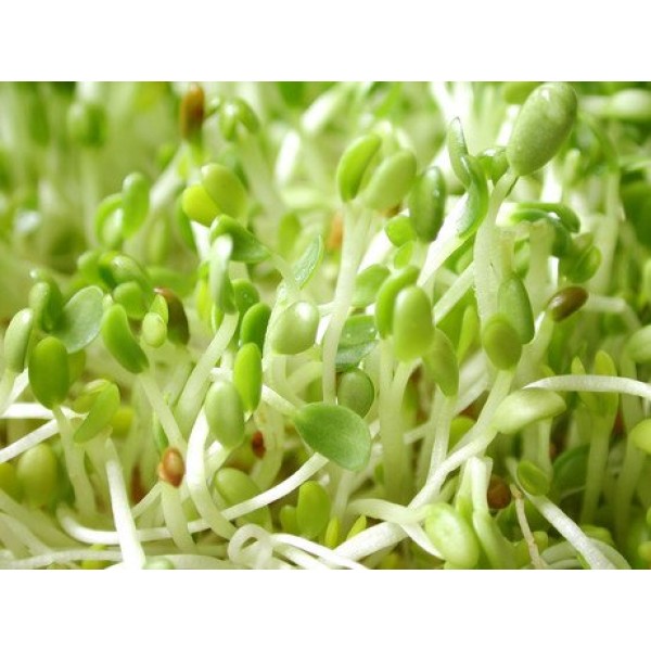 Alfalfa Sprouting Seeds, 2.5 Pounds, Chemical Free, Alfalfa Seeds,...