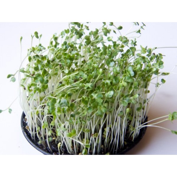 Broccoli Sprouting Seeds- Todds Seeds Brand - 2.5 Lbs of Broccoli...