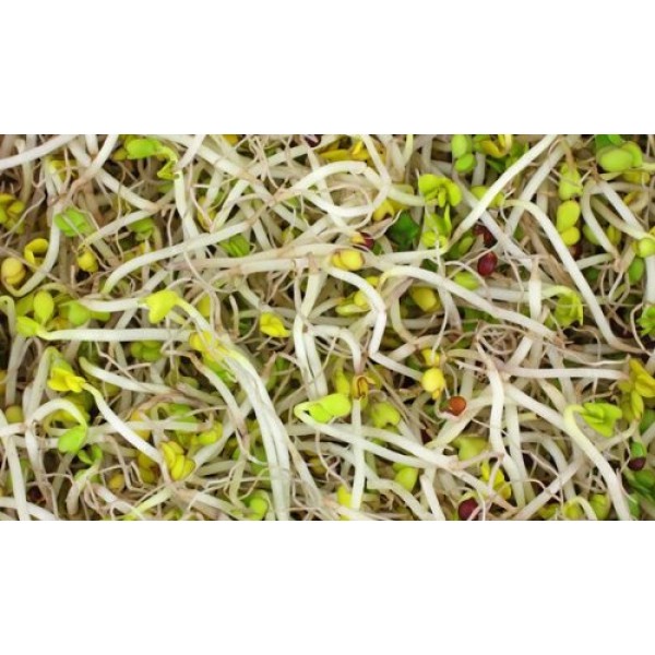 Broccoli Sprouting Seeds- Todds Seeds Brand - 2.5 Lbs of Broccoli...