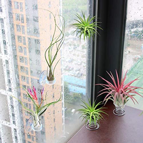 40 Pack Air Plant Stand Holder Tillandsia Airplant Container with ...