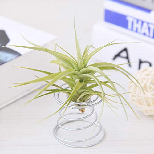 40 Pack Air Plant Stand Holder Tillandsia Airplant Container with ...