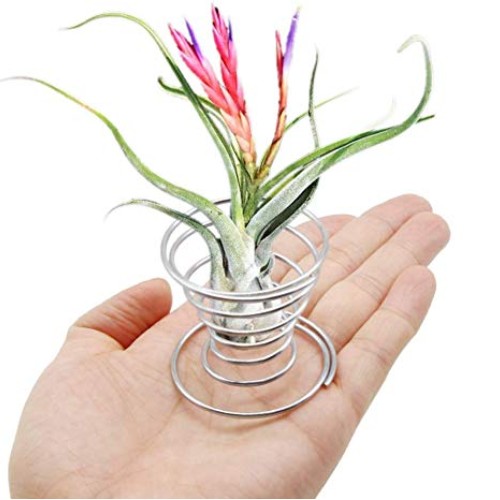 40 Pack Air Plant Stand Holder Tillandsia Airplant Container with ...