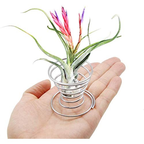40 Pack Air Plant Stand Holder Tillandsia Airplant Container with ...