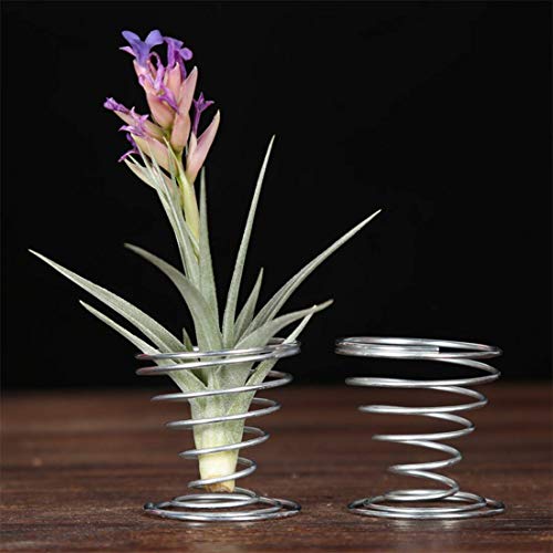 40 Pack Air Plant Stand Holder Tillandsia Airplant Container with ...