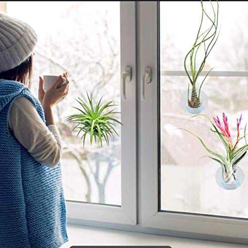 40 Pack Air Plant Stand Holder Tillandsia Airplant Container with ...