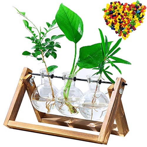 Desktop Plant Terrarium with 3 PCS Glass Air Planter Bulb Vase,Pla...