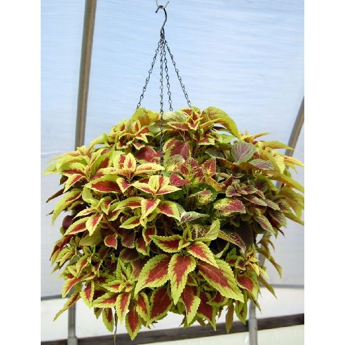 10 Sets Pack - Better Bloom Master Planters - 13 with Chain Hanger