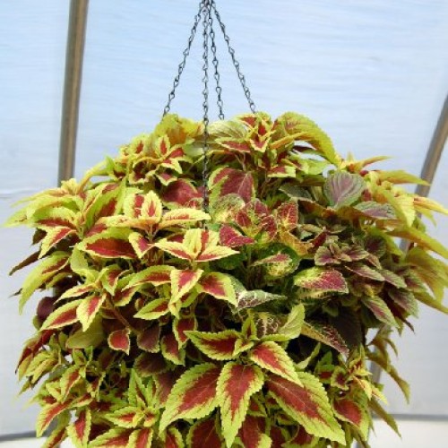 10 Sets Pack - Better Bloom Master Planters - 13 with Chain Hanger