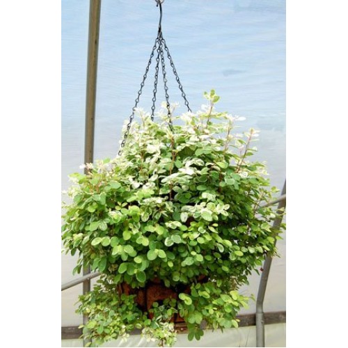 10 Sets Pack - Better Bloom Master Planters - 13 with Chain Hanger