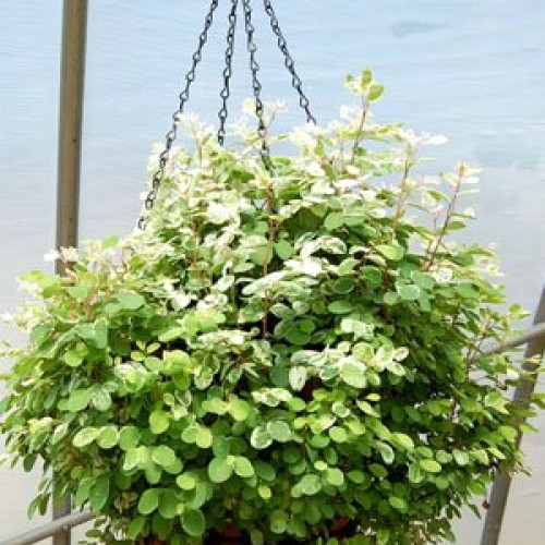 10 Sets Pack - Better Bloom Master Planters - 13 with Chain Hanger