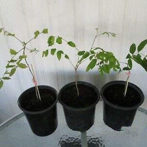 Stunning Live 1 Potted Chinese Blue Weeping Wisteria Tree Fresh Plant
