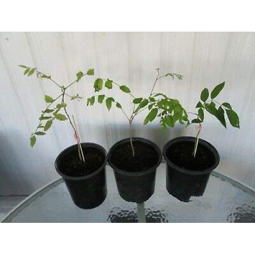 Stunning Live 1 Potted Chinese Blue Weeping Wisteria Tree Fresh Plant