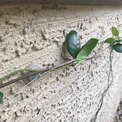 Trellis Anchor Plants, Vine, Trellis Design Kit 100-Piece Plant An...
