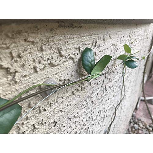 Trellis Anchor Plants, Vine, Trellis Design Kit 100-Piece Plant An...