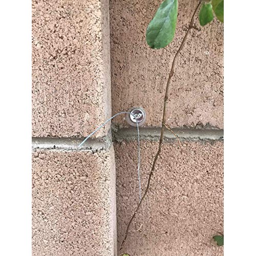 Trellis Anchor Plants, Vine, Trellis Design Kit 100-Piece Plant An...
