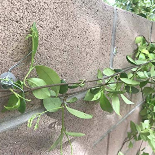 50-Piece Anchors for Trellis, Vine, Wall Climbing Plants, Lighting...