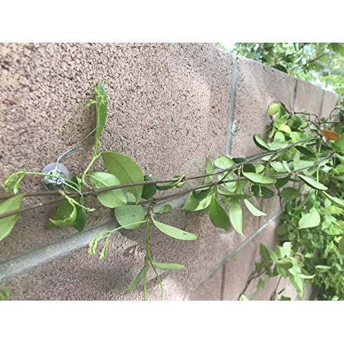50-Piece Anchors for Trellis, Vine, Wall Climbing Plants, Lighting...