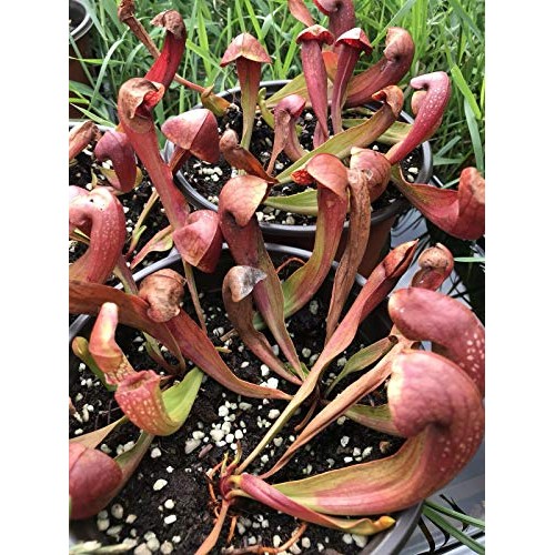 Live Carnivorous Pitcher Plant Sarracenia ‘Lady Bug’ - Gardner/Me...