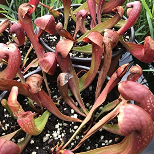 Live Carnivorous Pitcher Plant Sarracenia ‘Lady Bug’ - Gardner/Me...