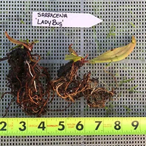 Live Carnivorous Pitcher Plant Sarracenia ‘Lady Bug’ - Gardner/Me...