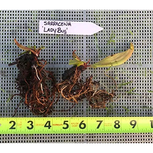 Live Carnivorous Pitcher Plant Sarracenia ‘Lady Bug’ - Gardner/Me...