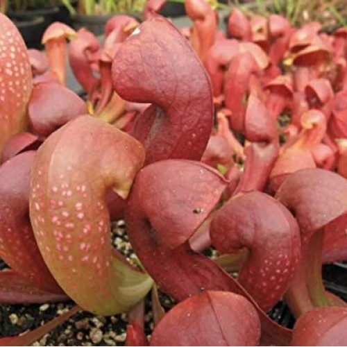 Live Carnivorous Pitcher Plant Sarracenia ‘Lady Bug’ - Gardner/Me...