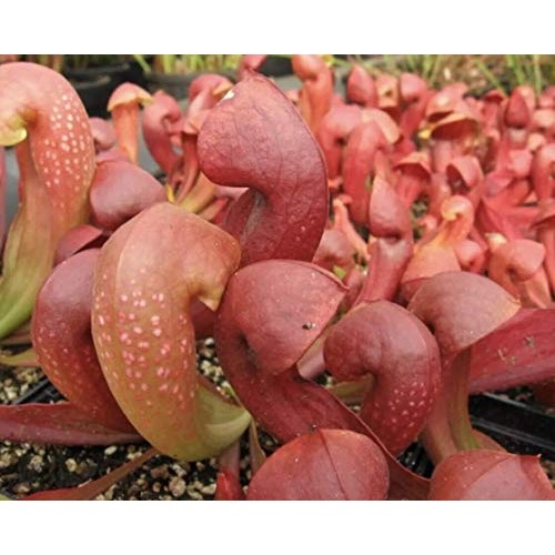 Live Carnivorous Pitcher Plant Sarracenia ‘Lady Bug’ - Gardner/Me...
