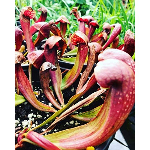 Live Carnivorous Pitcher Plant Sarracenia ‘Lady Bug’ - Gardner/Me...