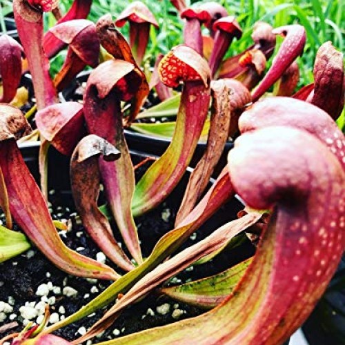 Live Carnivorous Pitcher Plant Sarracenia ‘Lady Bug’ - Gardner/Me...