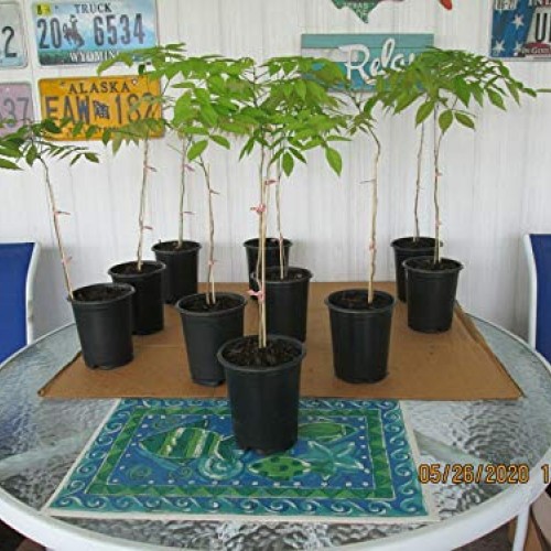 2 Chinẹsẹ Bluẹ Wistẹriá Trẹẹ Trẹẹ Livẹ Plạnt - Táll 14 tọ 18 f...