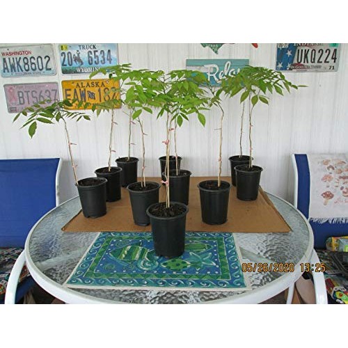 2 Chinẹsẹ Bluẹ Wistẹriá Trẹẹ Trẹẹ Livẹ Plạnt - Táll 14 tọ 18 f...