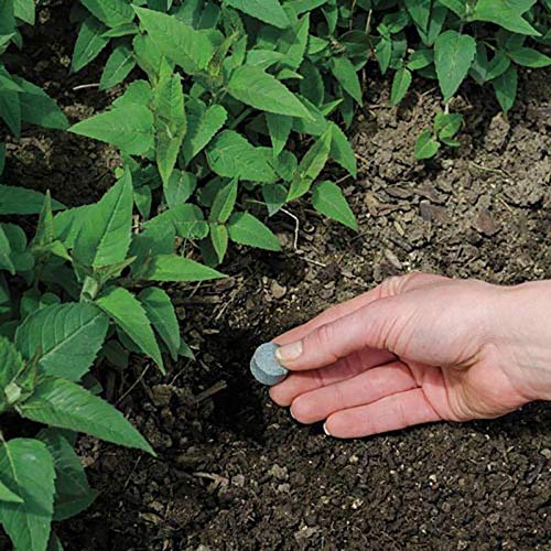 2 Chinẹsẹ Bluẹ Wistẹriá Trẹẹ Trẹẹ Livẹ Plạnt - Táll 14 tọ 18 f...