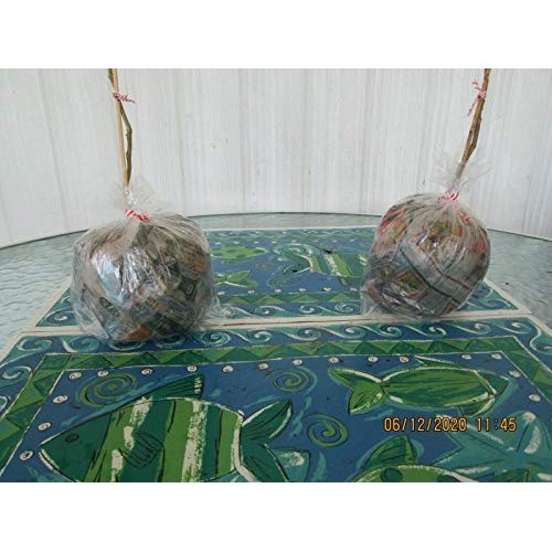 2 Chinẹsẹ Bluẹ Wistẹriá Trẹẹ Trẹẹ Livẹ Plạnt - Táll 14 tọ 18 f...