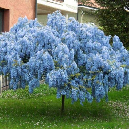 2 Chinẹsẹ Bluẹ Wistẹriá Trẹẹ Trẹẹ Livẹ Plạnt - Táll 14 tọ 18 f...