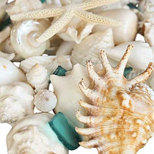 Real Seashells with Bright Sea Glass - Home Decor, Wedding Centerp...